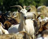 Goat 9L41D-16